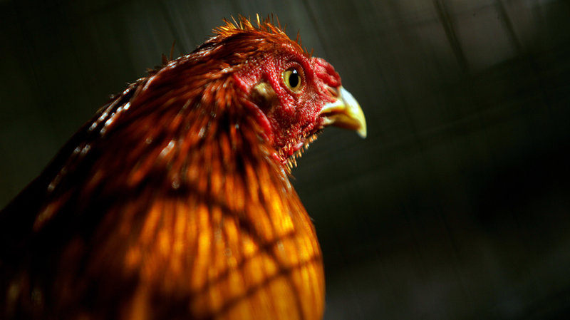 Cara Membaca Taruhan Dalam Permainan Judi Sabung Ayam Online