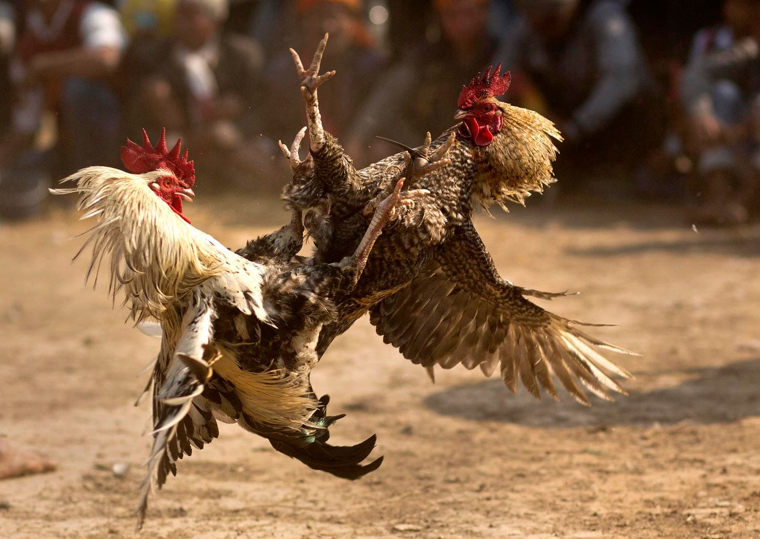 Bagaimana Cara Menang Judi Sabung Ayam S128