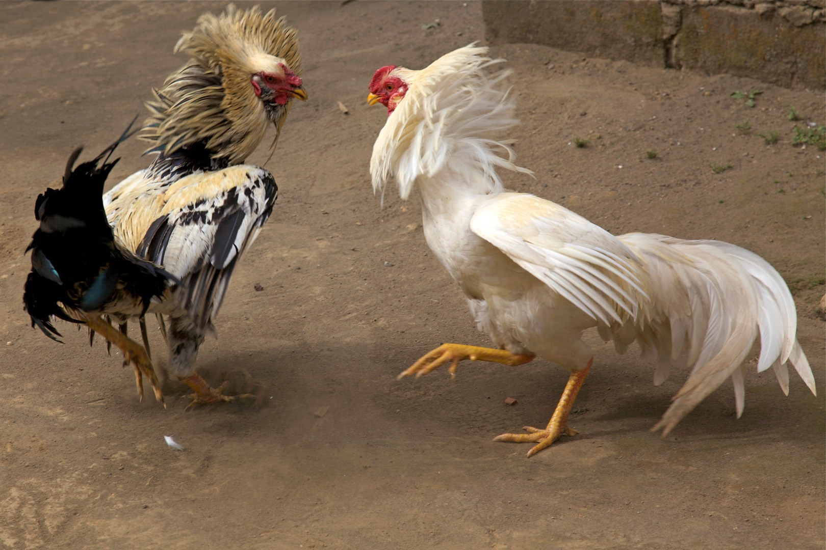 Cara Mudah Menang Judi Sabung Ayam S128