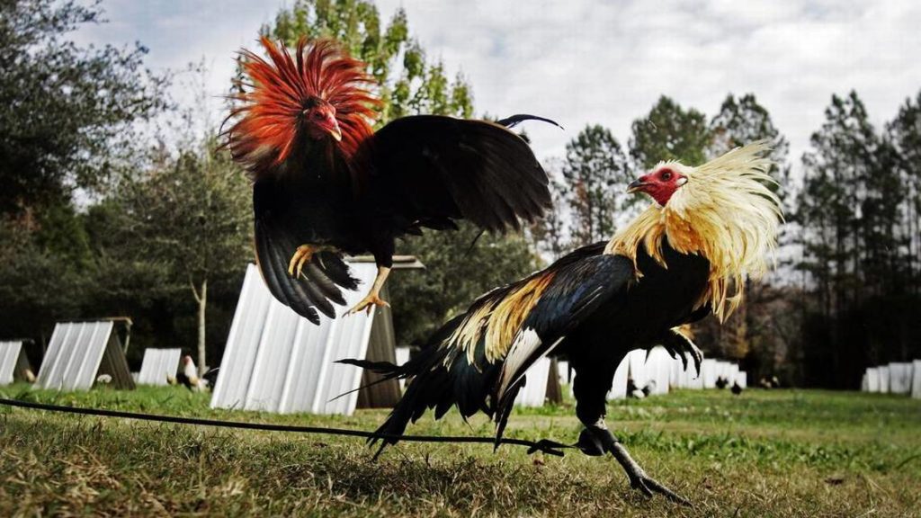 Judi Sabung Ayam S128