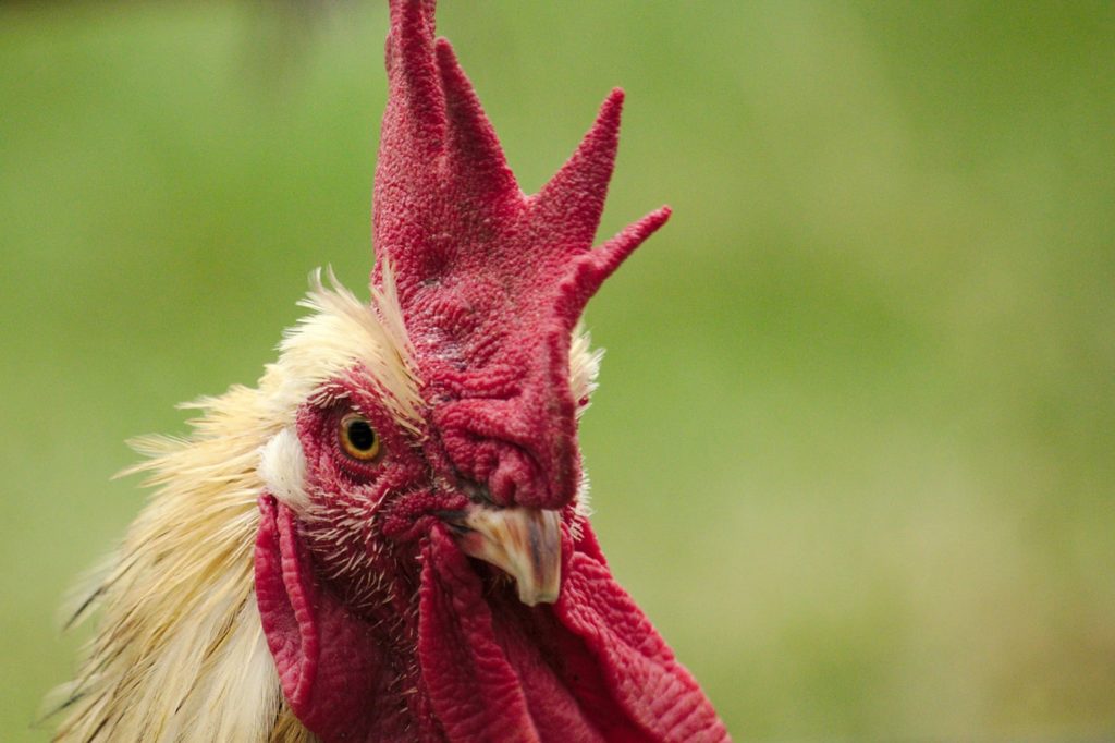 Keunggulan Ayam Bangkok
