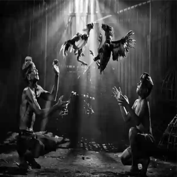 Mitos dan Fakta Seputar Adu Ayam yang Masih Dipercaya