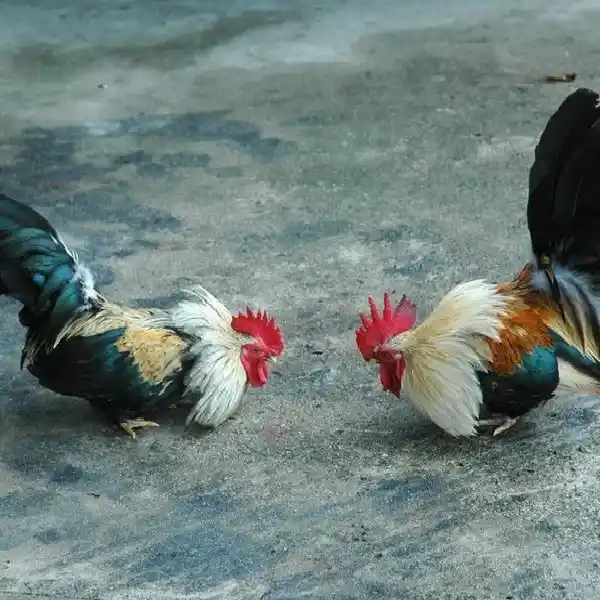 Panduan Menilai Kekuatan Ayam sebelum Bertanding